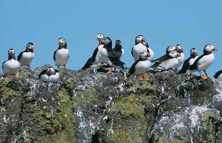 L1965_papageitaucher_gruppe