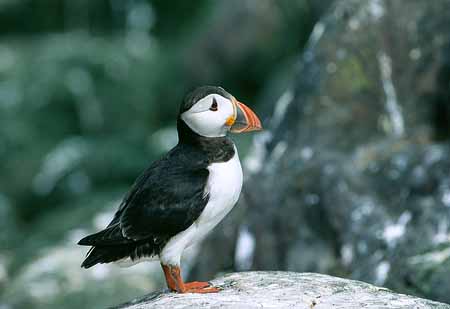 L1966_papageitaucher