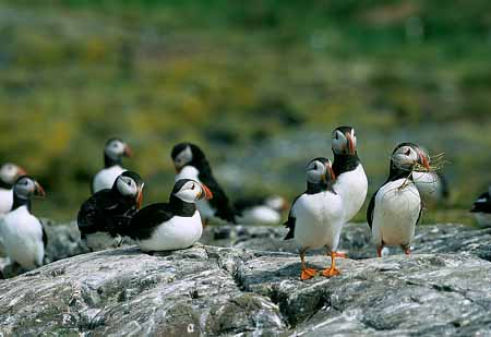 L1967_papageitaucher