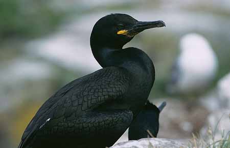 L1968_kraehenscharbe