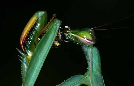 L1969_gottesanbeterin_frisst_argiope