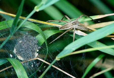 L1970_spinnenkindergarten