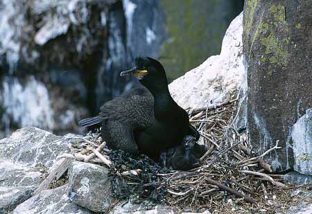 L1975_kraehenscharbe_mit_kueken