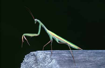 L1977_gottesanbeterin_maennlich