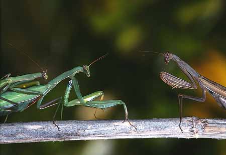 L1978_gottesanbeterin_begegnung