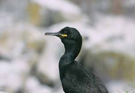 L1983_kraehenscharbe