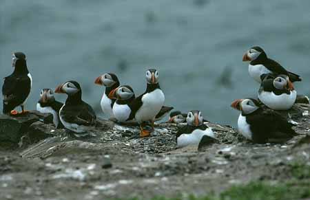 L1984_papageitaucher