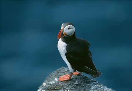 L1988_papageitaucher