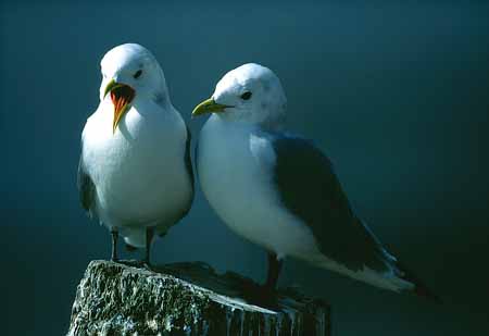 L1998_dreizehenmoewen