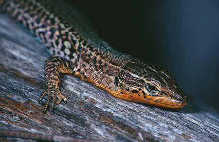 L2006_eidechse_portrait