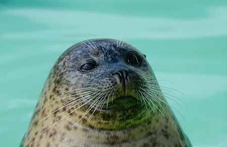 L2012_seehund_portrait