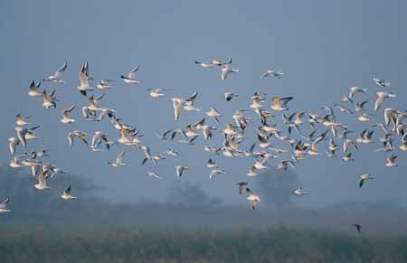 L2013_moewen_im_flug