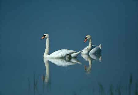L2019_schwanenpaar