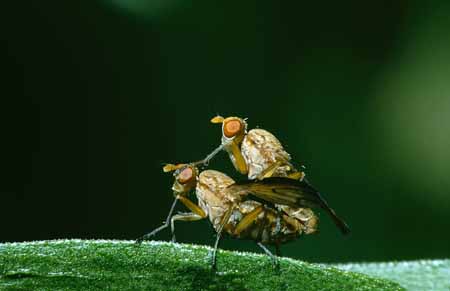 L2035_fliegenpaarung