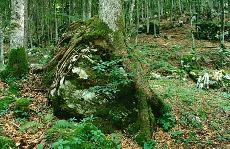 L2041_baum_ueber_wurzel