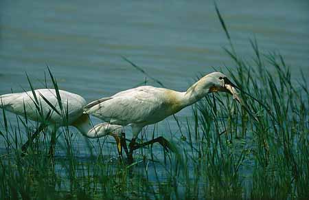 L2046_zwei_loeffler_mit_fisch