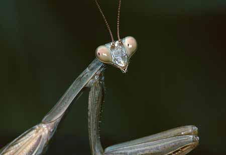 L2047_gottesanbeterin