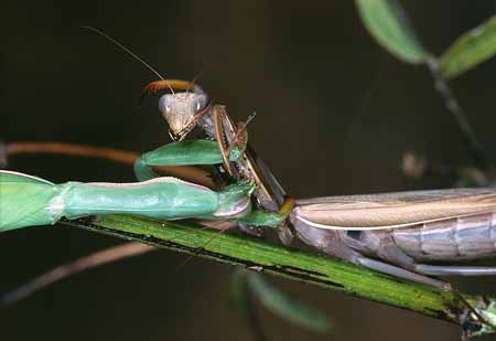 L2049_gottesanbeterin_streiten