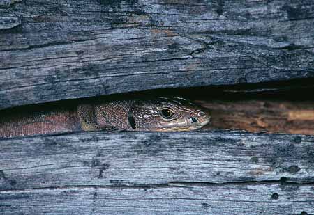 L2053_eidechse_im_versteck