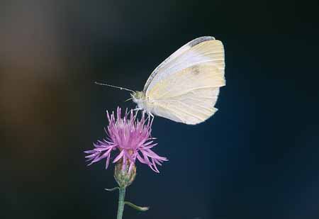 L2056_schmetterling_ver