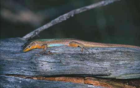 L2057_eidechse_schlaeft