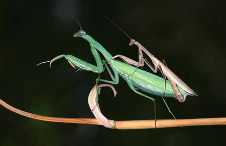 L2061_gottesanbeterin_paarung