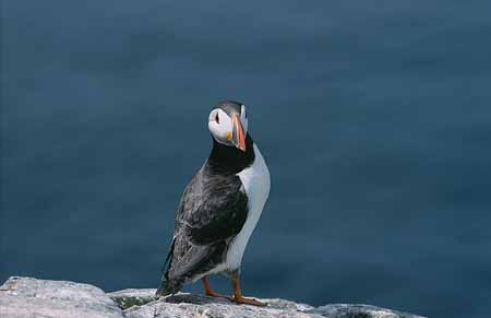 L2067_papageitaucher