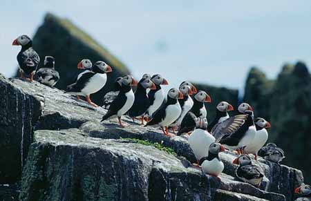 L2068_papageitaucher_gruppe