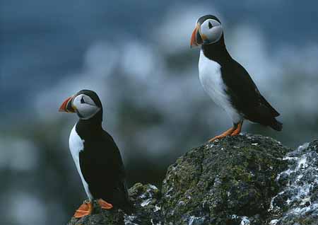 L2071_papageitaucher