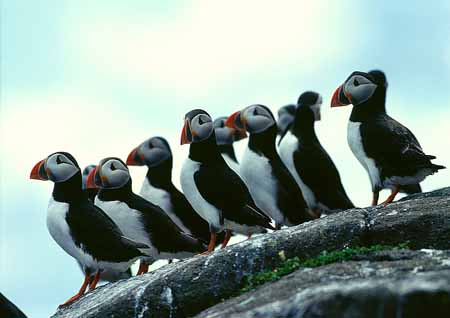 L2072_papageitaucher_gruppe