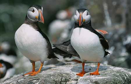 L2076_papageitaucher