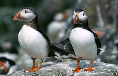 L2077_papageitaucher