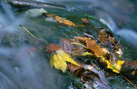 L2083_blaetter_im_wasser