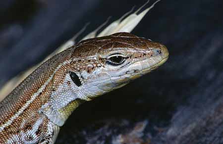 L2091_eidechsenportrait