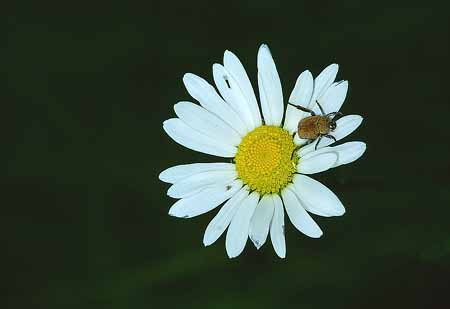 L2092_kaefer_auf_bluete