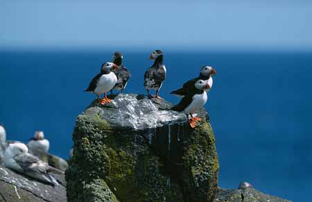 L2099_papageitaucher_ausblick