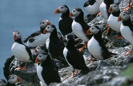 L2100_papageitaucher_gruppe