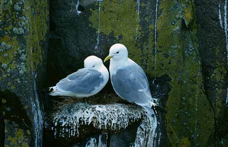 L2101_dreizehenmoewen