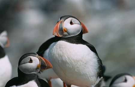 L2103_papageitaucher