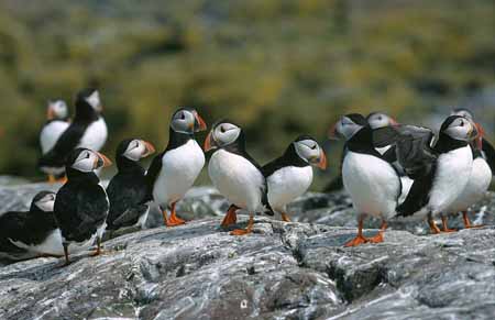 L2116_papageitaucher_gruppe