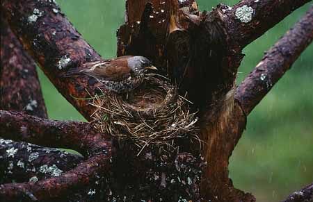 L2125_wachholderdrossel