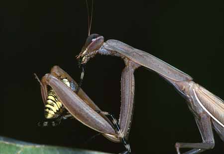L2129_gottesanbeterin_beim_fressen