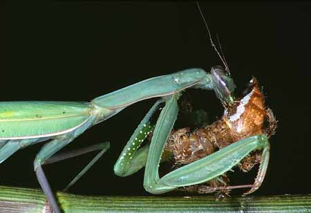 L2130_gottesanbeterin-frisst_kreuzspinne