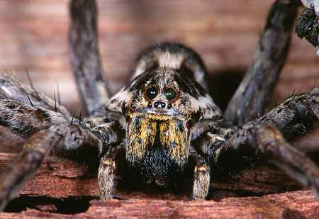 L2131_tarantel_portrait