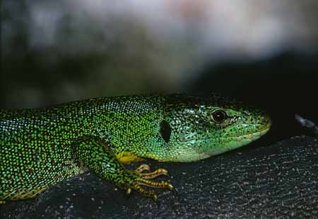 L2132_smaragdeidechse_portrait