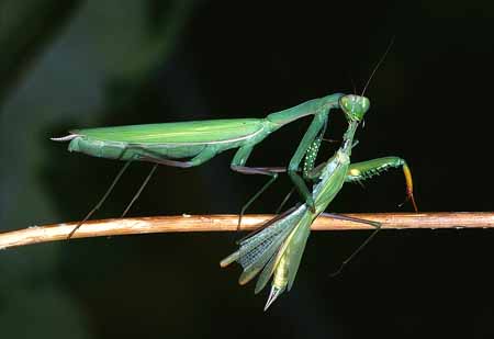 L2133_gottesanbeterin_frisst_maennchen_1