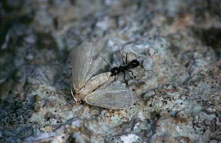 L2134_ameise_transp_falter