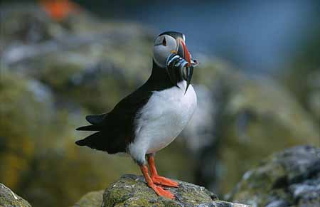 L2136_papageitaucher