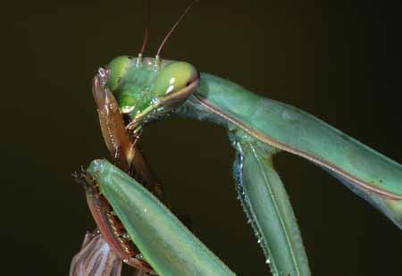 L2140_gottesanbeterin_beim_fressen