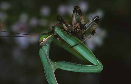 L2145_gottesanbeterin_frisst_argiope